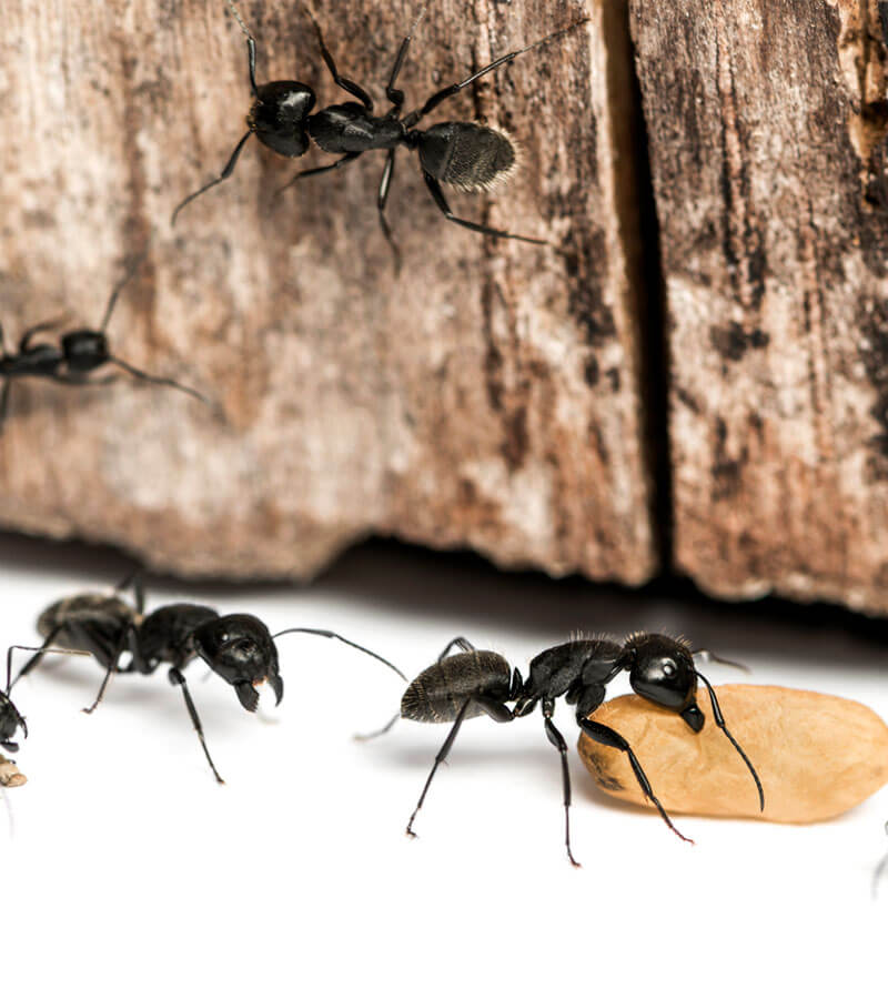 carpenter ants