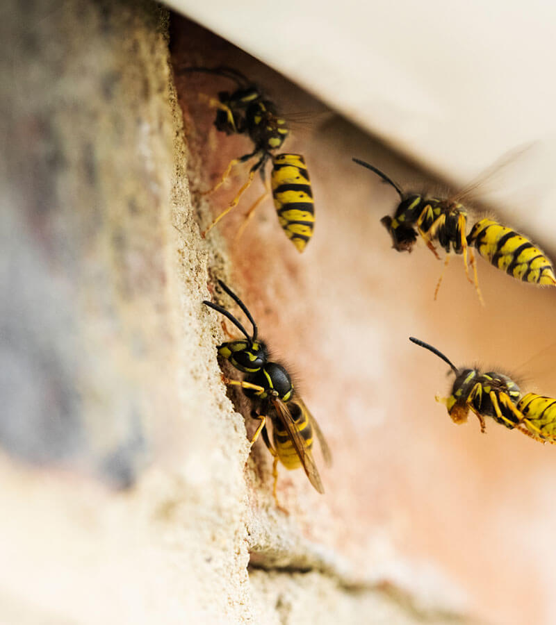 wasps