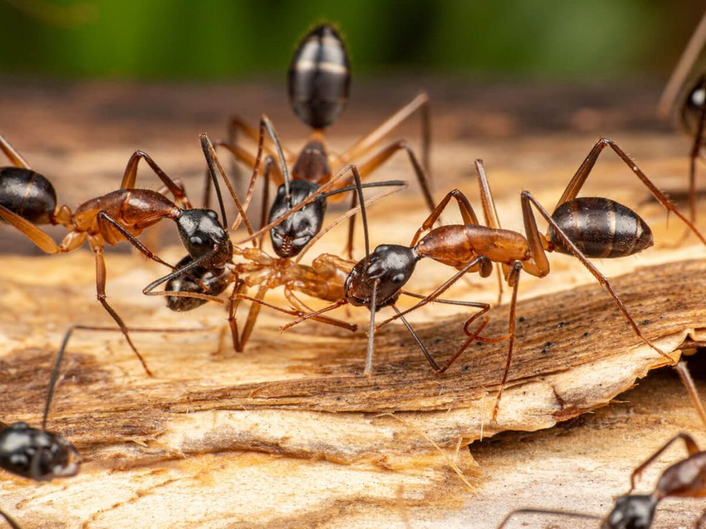 carpenter ants