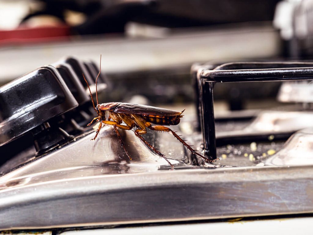 cockroach in the stove