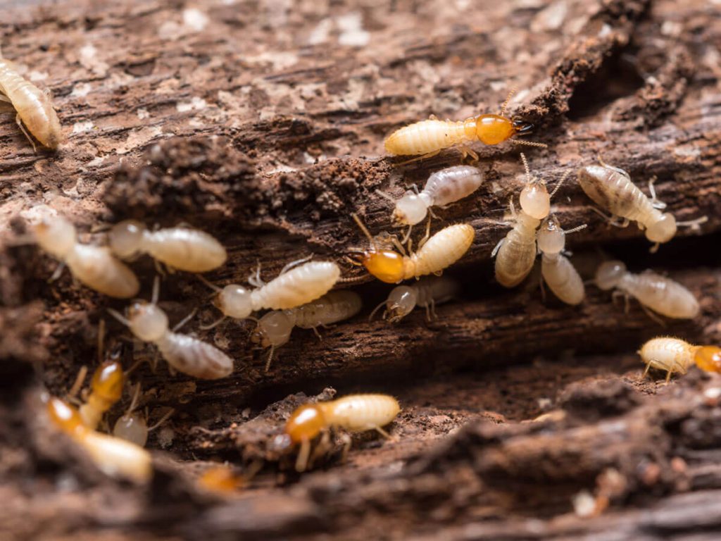 termites