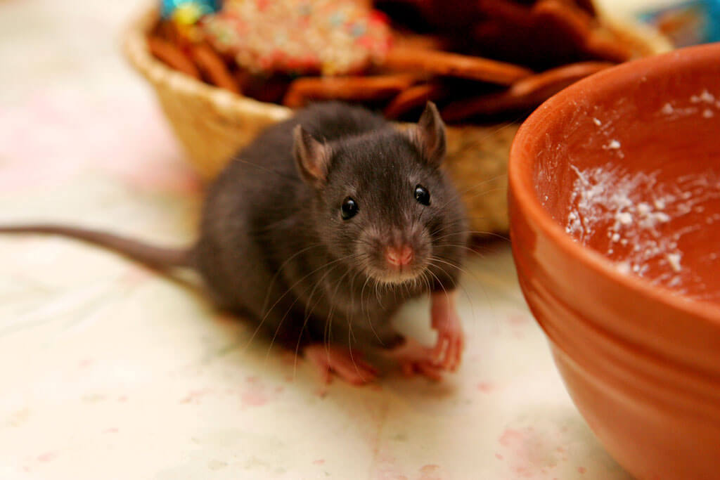 Close-up young gray rats