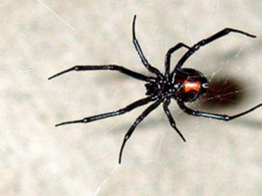 black widow okanagan